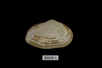 藏品(中華曇蛤)的圖片